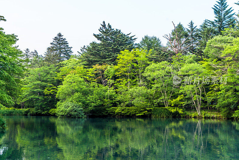 轻井泽(Kumoba pond) in轻井泽(Karuizawa) stock photo